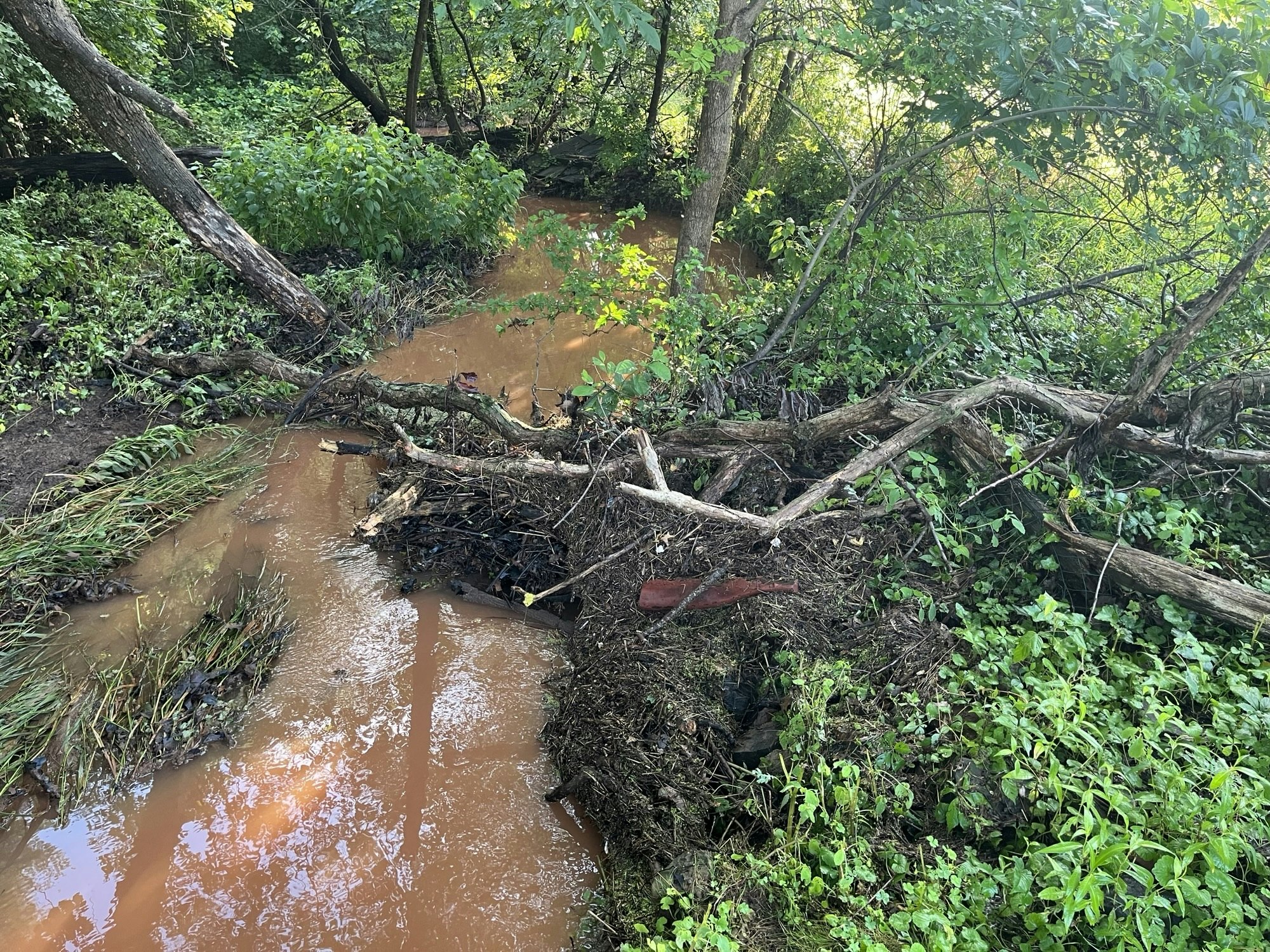 flooded US forest